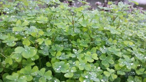 escape-deer: Dew drops on clover leaves are my favorite thing, I saw these little guys outside the a