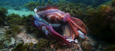 Cuttlefish