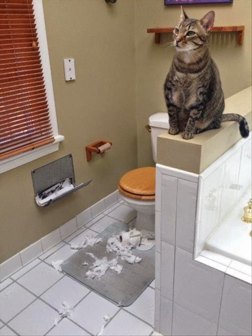 catasters:  “Human, do not panic. You can use my litter box…”