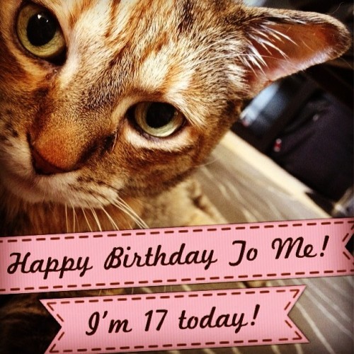 Happy Birthday Cumin!! #cutecats #catsofinstagram #animalrescue