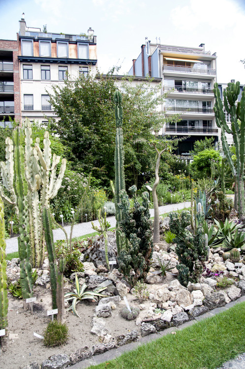 Summer’s afternoon in July, Botanical Garden Antwerp, Belgium 2014