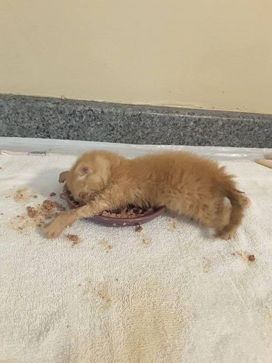 awwww-cute:  Learning to eat is exhausting (Source: http://ift.tt/2ccWXkj)  Looks
