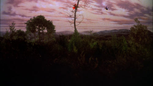 isthisfastornormalspeed:Sarah Patterson in The Company of Wolves (1984) by Neil Jordan