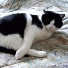 Tuxedo Cat