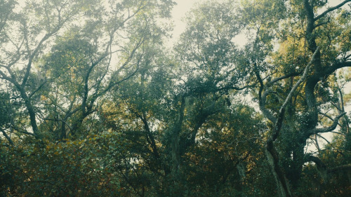 shesnake:The Underground Railroad episode 1 "Chapter 1: Georgia" (2021) dir. Barry Jenkins