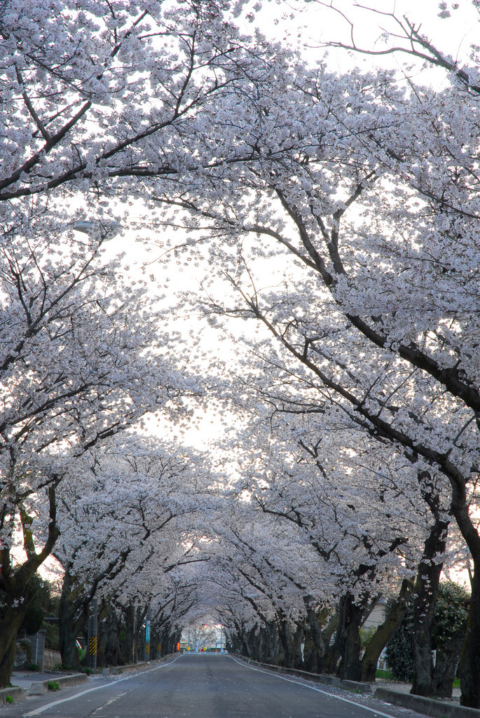 4nimalparty:  (by BONGURI)