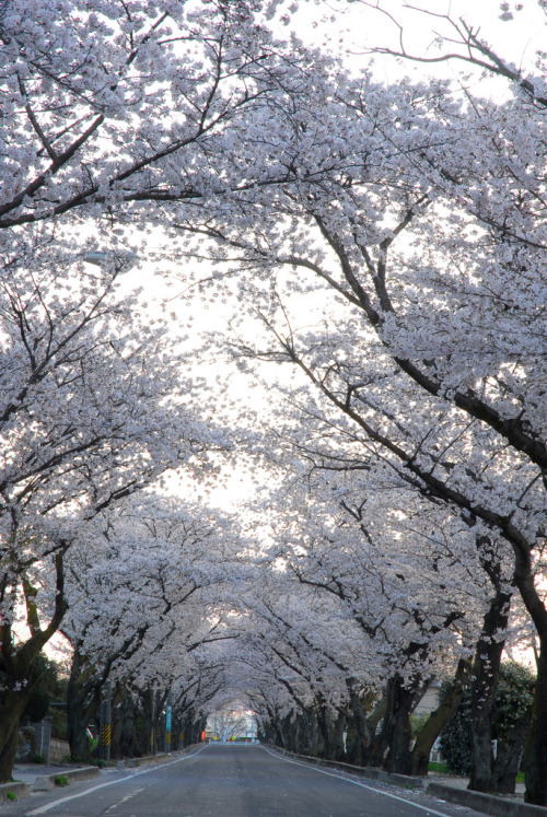 4nimalparty:  (by BONGURI)