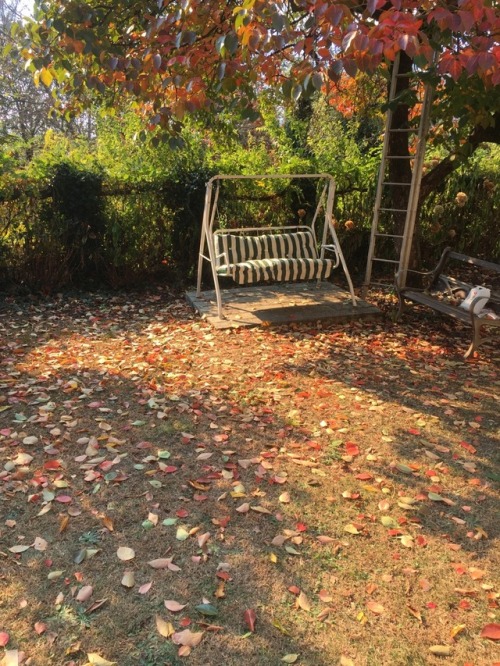 the wildfire’s smoke cast an eerie light on my garden this morning