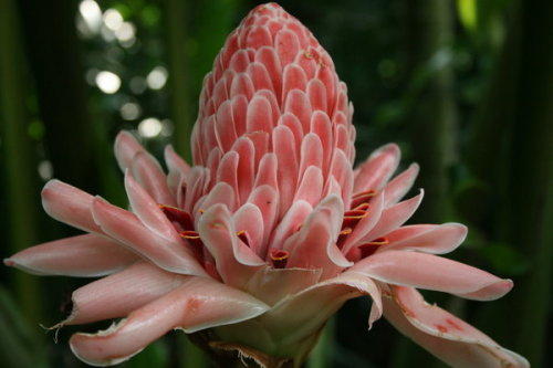 aztecaenrose: ginger flower
