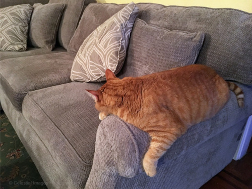 mischiefandmay: Mischief approves of the new couch