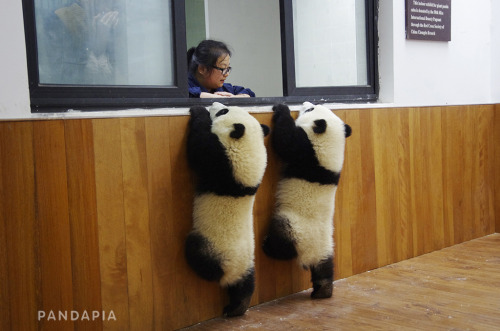giantpandaphotos: © PandaPia.