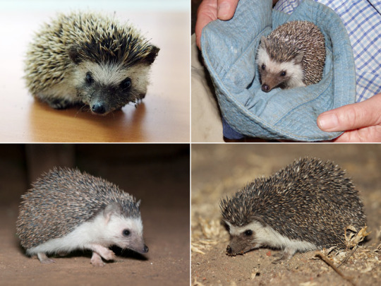 hedgehog breeds