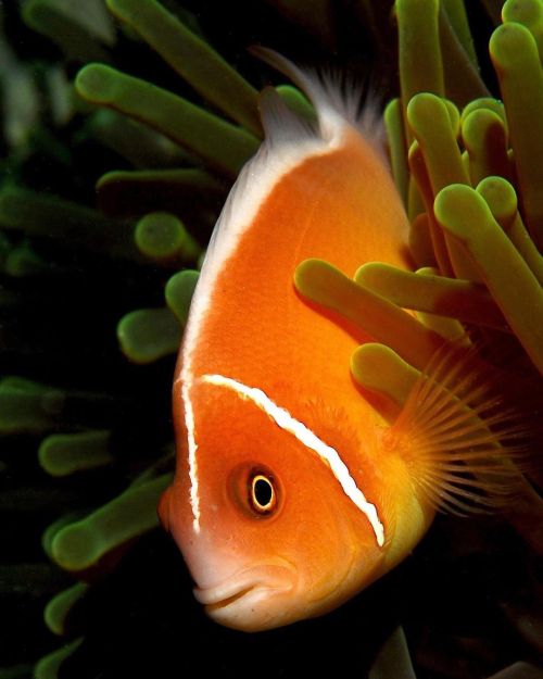 amnhnyc:Here’s one species of clownfish you may not know: the pink skunk clownfish (Amphiprion perid