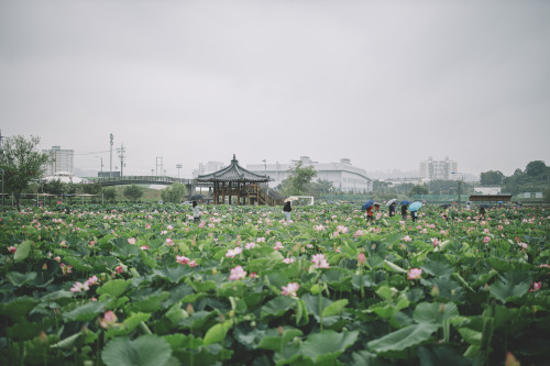 2020-07-12 Canon EOS R + RF50mm f1.2L https://www.instagram.com/hwantastic79vivid/