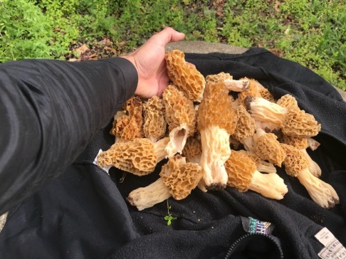 April 2018 It’s been a great morel season this year. Moreover, with the rain and cool weather we’ve 