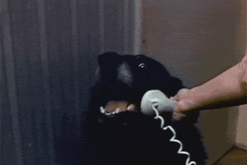 Hello? Is it dog you’re looking for?
Source: Awwww Pets