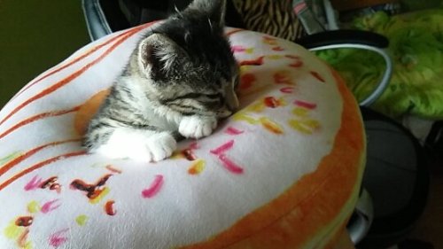 krarka: krarka: Cat in a donut. @mostlycatsmostly