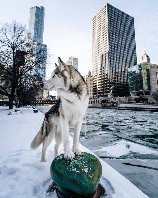 Meet Loki the Wolfdog and his friends.