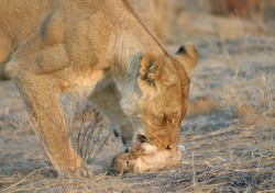 big-catsss:  Elaine Kruer was able to watch a mother carefully move her cubs to their den. The process was very special and a reminder of how gentle nature can be. “When her grip began to slip, rather than tighten her grasp, she would lay them down