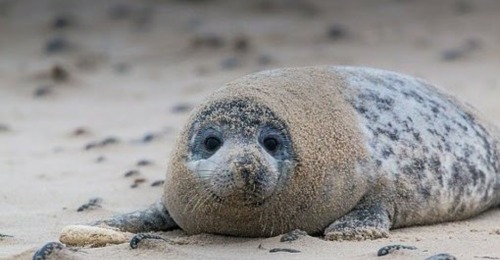 slushyseals: