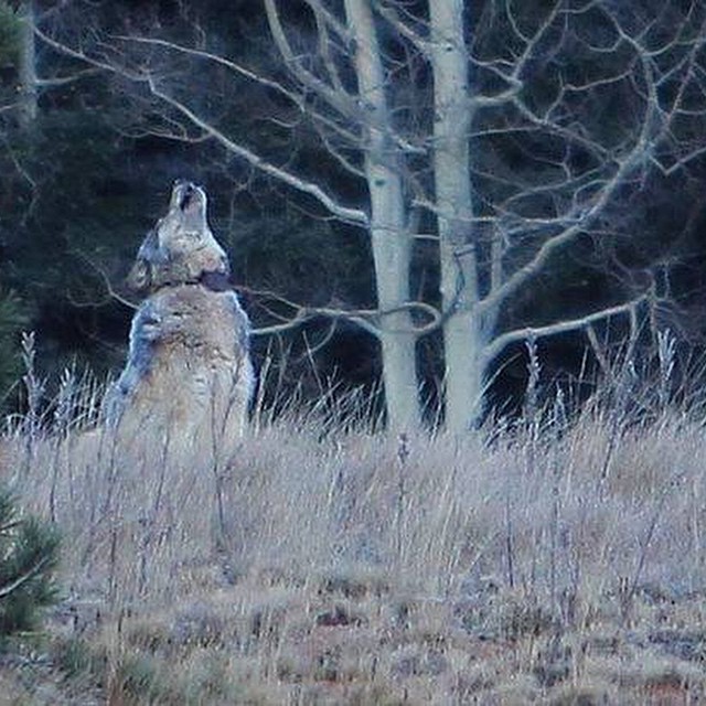 worldofwolvesofficial:  Exciting news!  The first wolf that has been seen at the