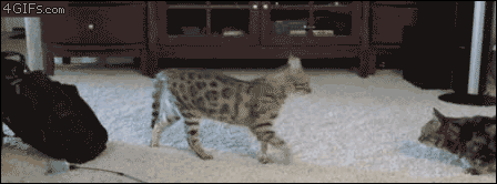 catasters:  “Bo… Boop!!”
