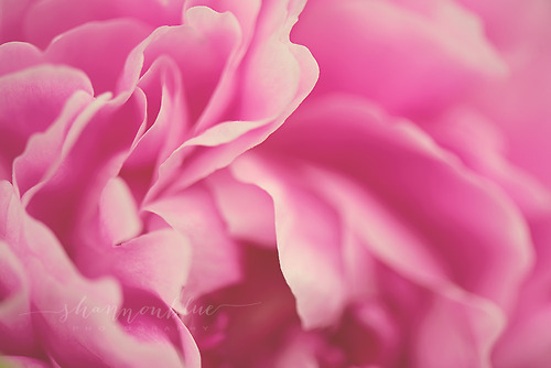 floralls:  pink peony  (by shannonblue) 