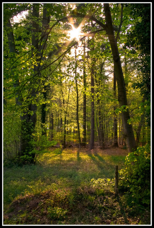 Thetford Forest Park, Norfolk UK (via Willpower)