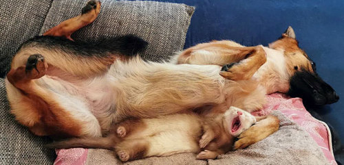 awesome-picz:   Meet Nova The German Shepherd And Pacco The Ferret, That Are The Unlikeliest Of Best Buds .