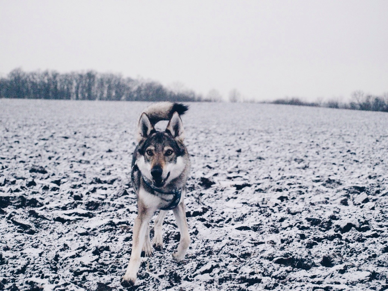 Beautiful Wolves