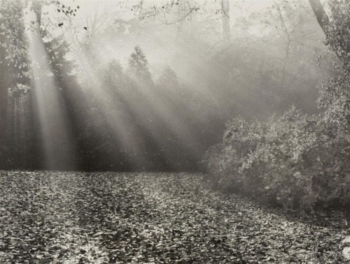 dentelledeperle:Max Baur, Untitled (Park Sanssouchi in the Fall), 1930s