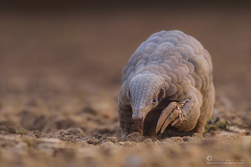 Indian pangolin by Noor Hussain. The Indian pangolin, thick-tailed pangolin, or scaly anteater (Mani