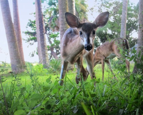 Im Quite Certain This Curious Fawn I Met Was Actually A Gentle Forest Spirit.