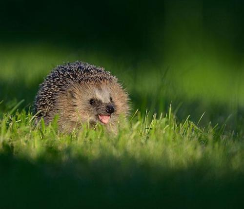 Happy hedgehog