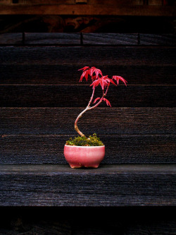 wasbella102:Acer palmatum bonsai as an accent plant