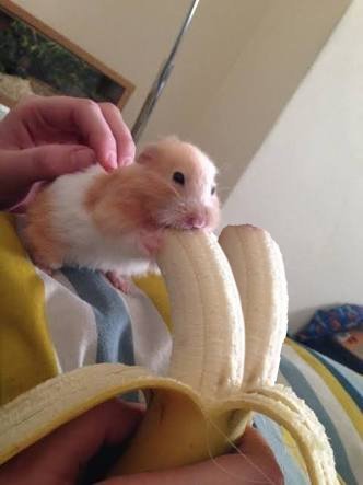 justmywhateverplace: jj-pup: #CRYING BC SOMEONE TOOK THE TIME TO ADD A SECOND BANANA  It got better 