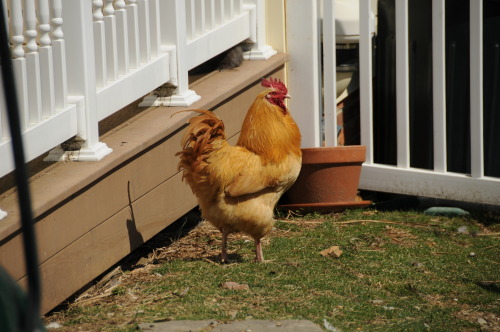 Buff Orpington rooster fluffing his feathers. 