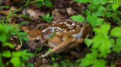 megarah-moon:  “Newborn Fawn” by Christian Colvin 