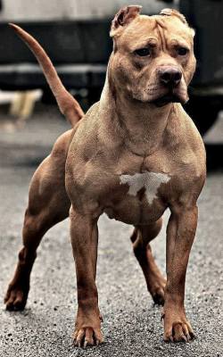 supamuthafuckinvillain:  How a dog more built than me