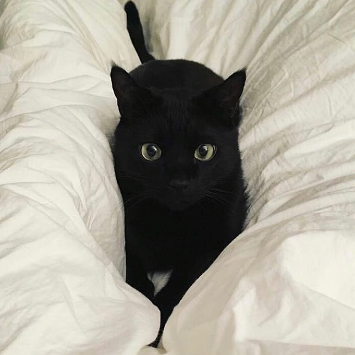Black Cat Appreciation Post