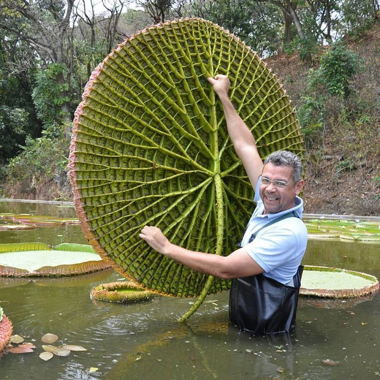 Elaho Ga Koro Lily Pads