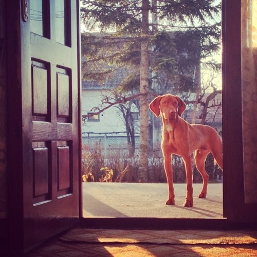 gsorry:  Dobro jutro! Av! #vizsla #vizslagram
