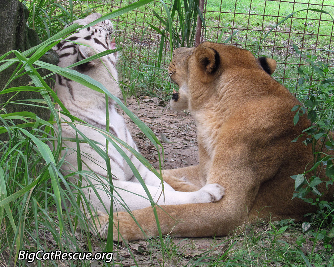 big cat rescue white tiger