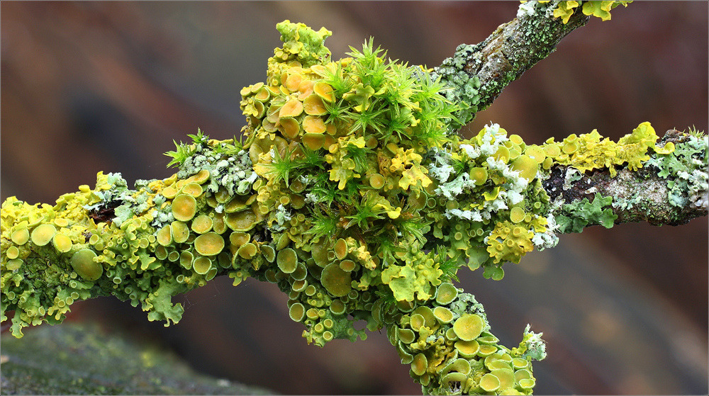 wapiti3: LICHENS vor dem Harz photos 