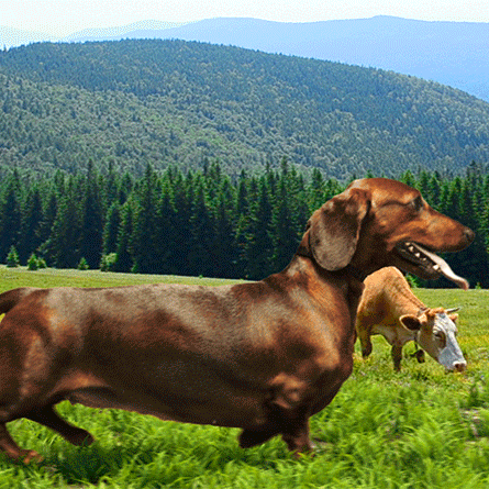 “She soldiers on where angels fear to tread.” See where in the world wiener-dog will end