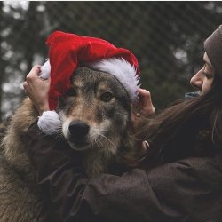 worldofwolvesofficial: It’s beginning to look a lot like Wolfmas @refuge_pageau @mf_frigon @daughterofwolvesofficial #shoutout #wolfrescue