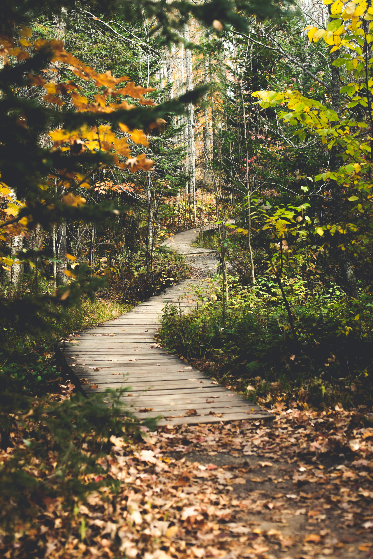 jonahreenders:  Canyon Falls  By: Jonah Reenders  