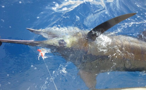 Petit marlin bleu pris sur Madlife
Madatet Fishing : Guide de...