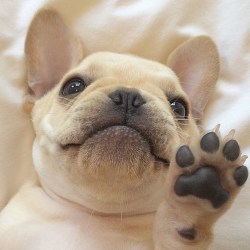 batpigandme:  🐾HIGH FOUR🐾 ➡️ photo by @bigapplefrenchie ❗️tag #ig_bullys for chance to be featured❗️ by ig_bullys http://ift.tt/1kScvwF   😊