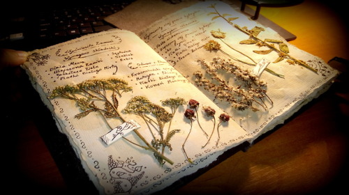 hanael-workshop:Do you remember my first  herbarium?  I made another one. Commissioned. :)~~I had a 